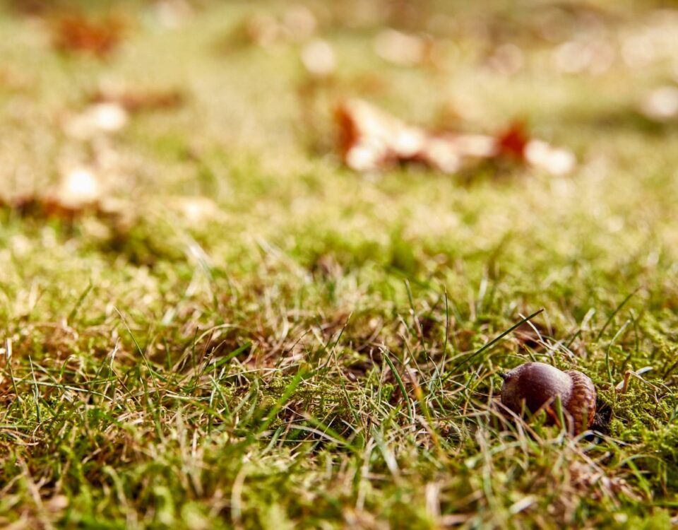 Herbstmüdigkeit ade – Mit voller Energie in den Herbst 9 wiese