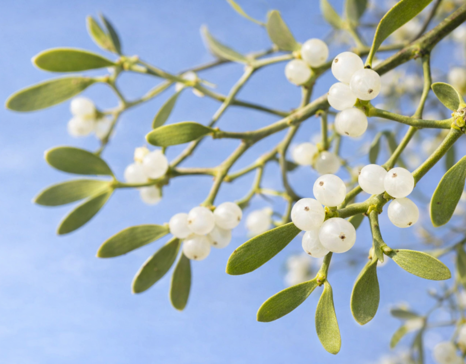 Mistelzweig mit weissen Beeren