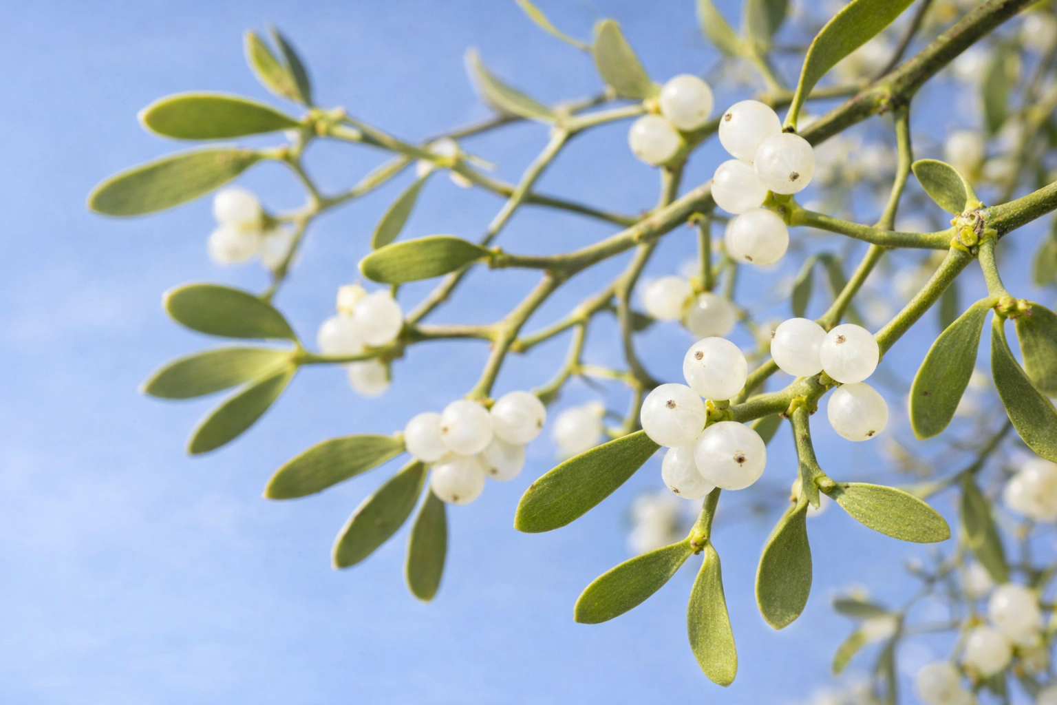 Home 4 Mistelzweig mit weissen Beeren
